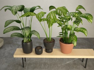 the plants 3D 모델