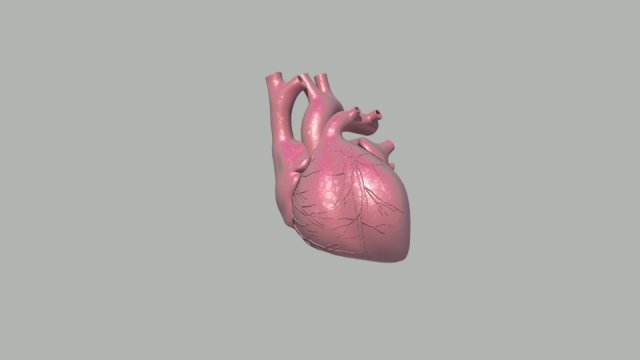 heart Model 3D .c4d .max .obj .3ds .fbx .stl .blend 