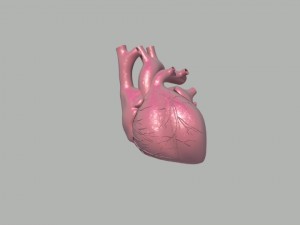 heart 3D 모델