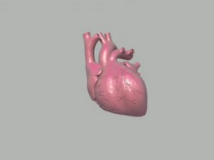 cuore Modello 3D