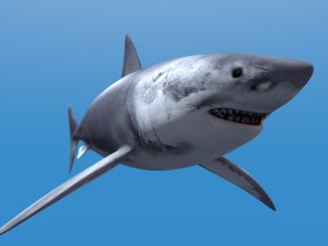 great white shark Model 3D