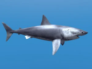 great white shark 3D Model