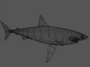 great white shark 3D 模型
