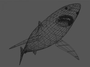 great white shark 3D 模型