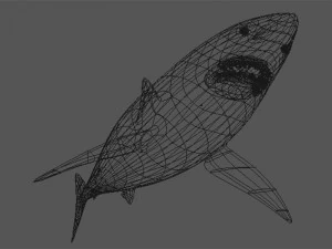 great white shark 3D Model
