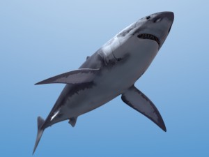 great white shark 3D 模型