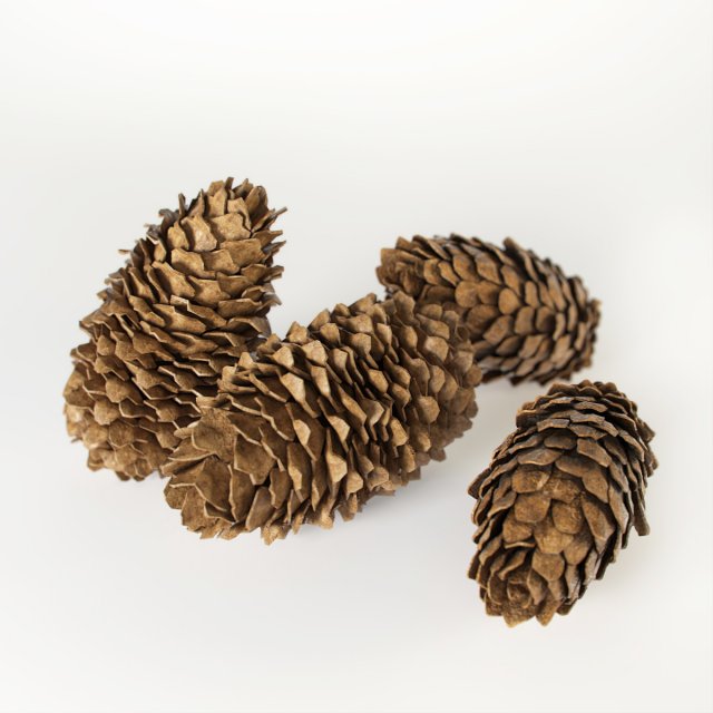 fir cones 3D Model .c4d .max .obj .3ds .fbx .stl .blend 