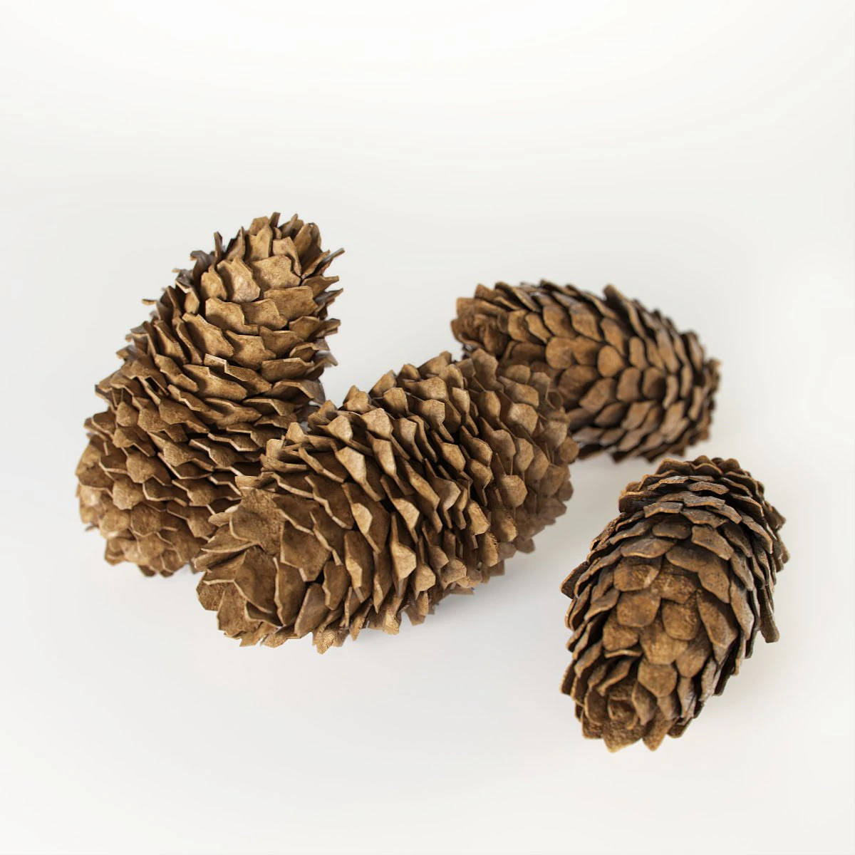 cones de abeto Modelo 3D .c4d .max .obj .3ds .fbx .stl .blend 