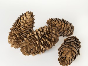 fir cones 3D Model
