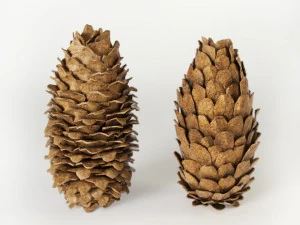 cones de abeto Modelo 3D