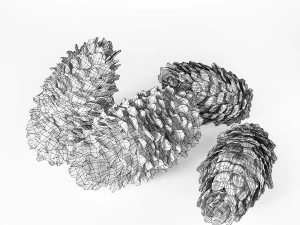 cones de abeto Modelo 3D