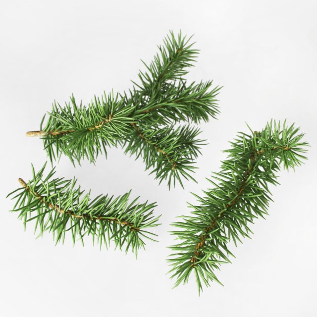 fir branches 3D 模型 .c4d .max .obj .3ds .fbx .stl .blend 