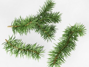 fir branches 3D Model