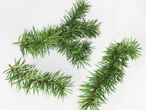 ramos de abeto Modelo 3D