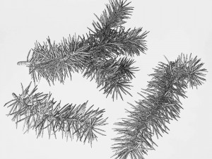 fir branches 3D 模型