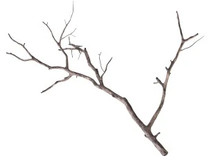 ветвь 3D Модель