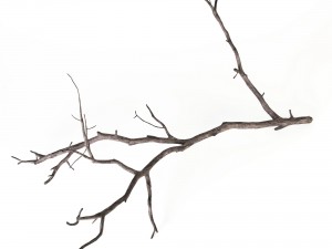 branch 3D Model