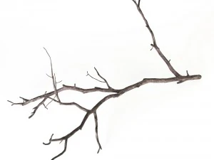 branch 3D Model