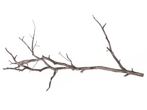 branch 3D Model