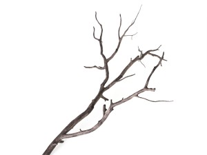branch 3D Model