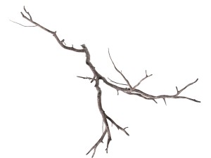 branch 3D Model