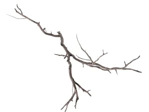 branch 3D Model