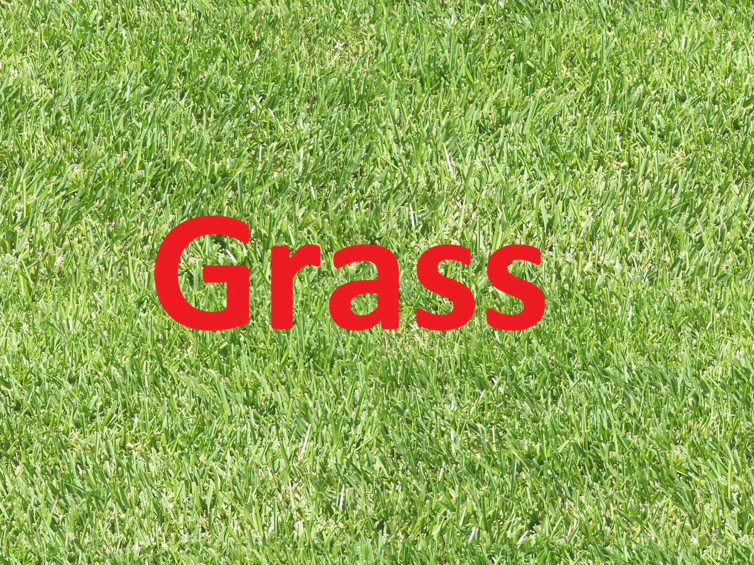 grass x5 textures CG Textures .c4d .max .obj .3ds .fbx .stl .blend 