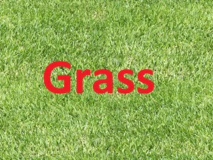 trame di erba x5 CG Textures