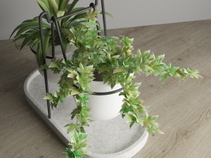 statera plant by georgia zanellato 3D मॉडल