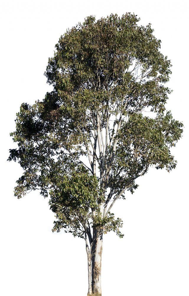 eucalyptus tree Tekstur CG .c4d .max .obj .3ds .fbx .stl .blend 