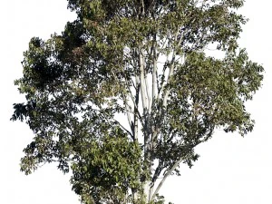 ユーカリの木 CG テクスチャ