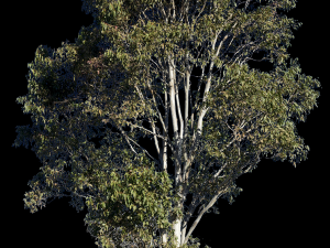 eucalyptus tree Tekstur CG