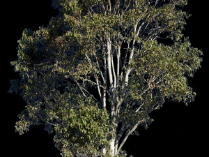 eucalyptus tree CG Textures