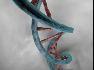 dna double helix 3D Model