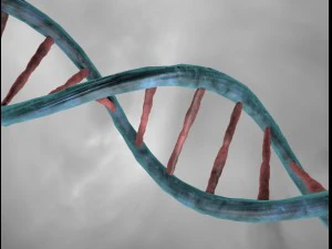 dna double helix 3D Model