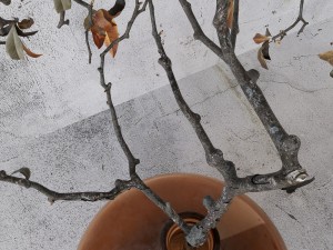 Branch in brown bottle 3Dモデル