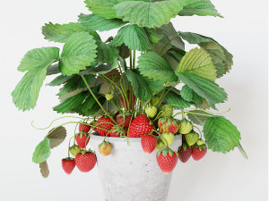 Strawberry in pot 3D Model