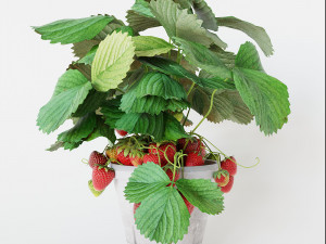 Strawberry in pot 3D Model