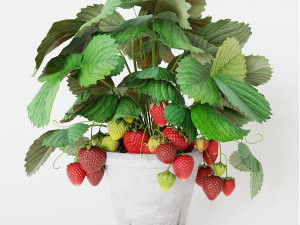 Strawberry in pot 3D Model