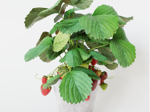 Strawberry in pot 3D Model