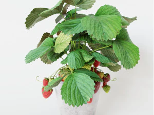Strawberry in pot 3D Model