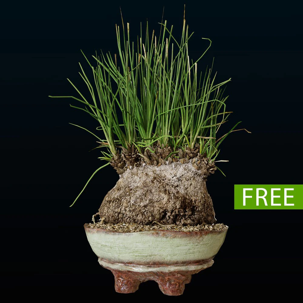 Plant Calibanus hookeri pot 3D Model .c4d .max .obj .3ds .fbx .stl .blend 