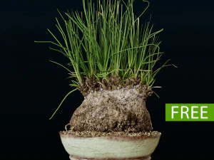 Plant Calibanus hookeri pot 3D Model