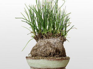 Plant Calibanus hookeri pot Modello 3D