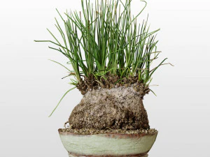 Plant Calibanus hookeri pot 3D Model