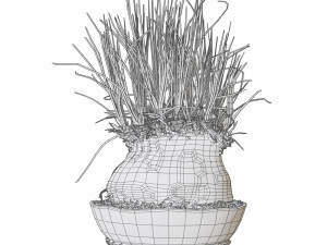 Plant Calibanus hookeri pot Modello 3D