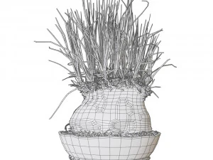 Plant Calibanus hookeri pot 3D Model
