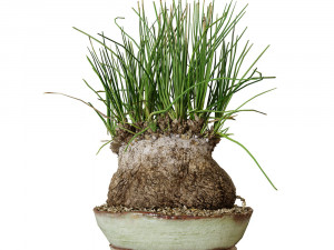 Plant Calibanus hookeri pot Modello 3D