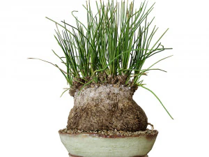 Plant Calibanus hookeri pot 3D Model