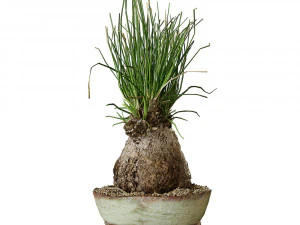 Plant Calibanus hookeri pot 3D Model